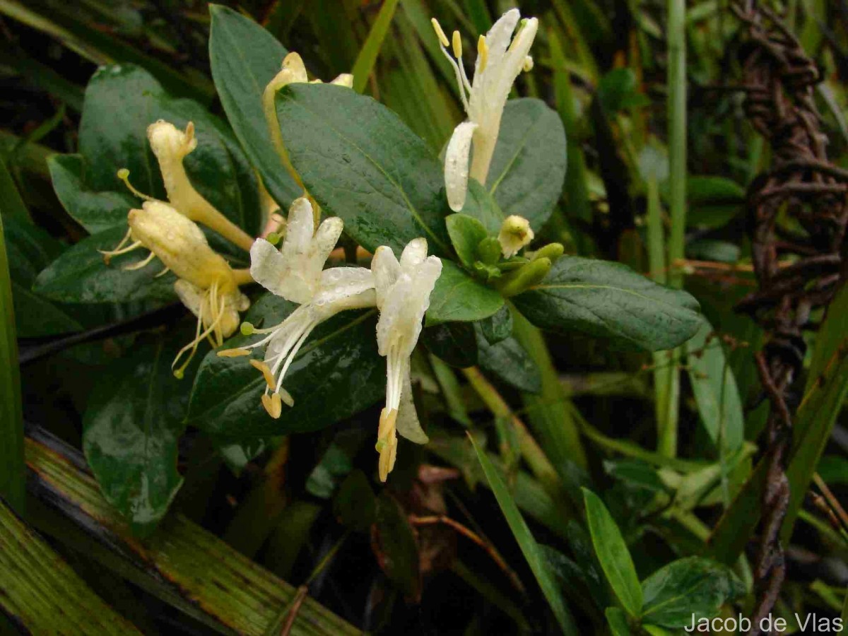 Lonicera japonica Thunb.